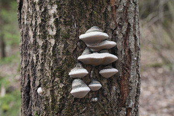 Phellinus populicola,  a polypore living on aspen (Populus tremula), wild fungus from Finland