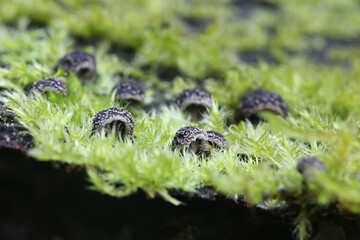 Hohenbuehelia unguicularis, a tiny oysterling mushroom from Finland with no common English name