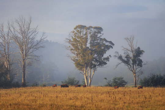 A landscape photo of farmland in Tasmania. A misty morning with farm cows in the background. 