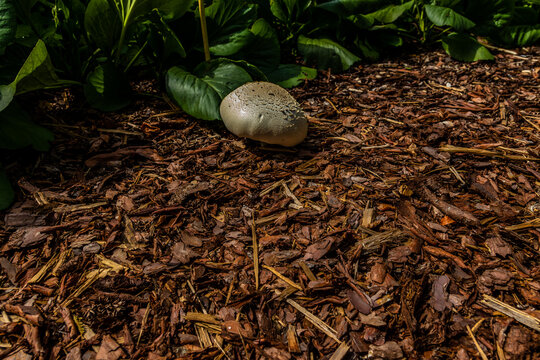Photo contains fuzz-ball mushroom in garden lawn, nature photo, macro