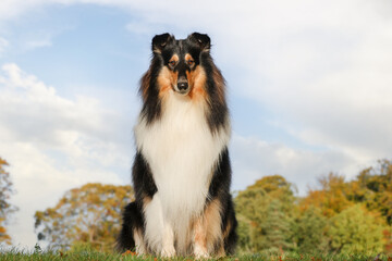 portrait of a beautiful purebred dog