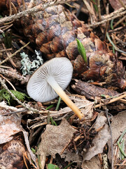 Strobilurus esculentus, commonly known as sprucecone cap, edible mushroom from Finland
