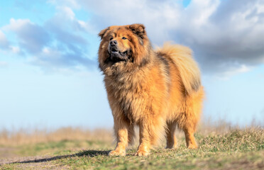 Fototapeta na wymiar portrait of a beautiful purebred dog