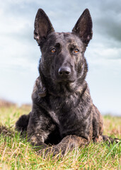 portrait of a beautiful purebred dog