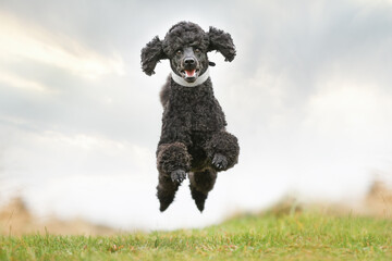 portrait of a beautiful purebred dog