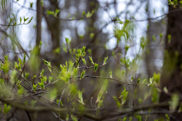Forest coming to life in the springtime in Finland.