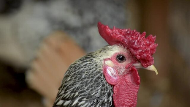 gallinas en el corral 7