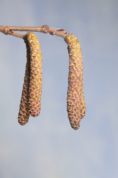 Male catkins of common hazel, Corylus avellana, photographed in April