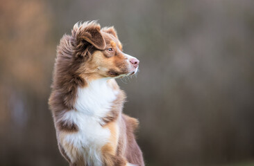 portrait of a beautiful purebred dog