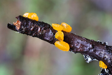 Guepiniopsis alpina, also called Heterotextus alpinus, commonly known as the jelly cup, alpine jelly cone, or poor man's gumdrop
