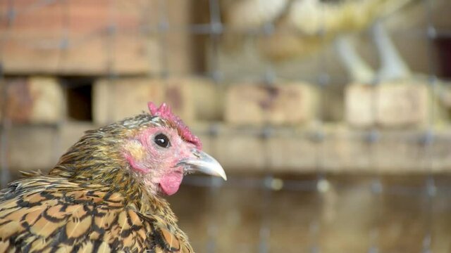 gallinas en el corral 13