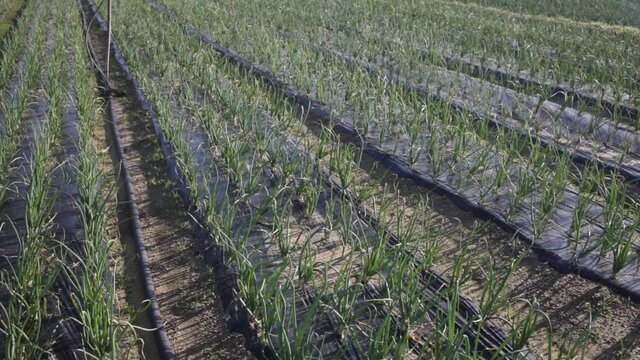 View of field planted with ripening organic scallions. Farming. Food production 