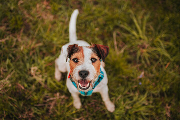 Beautiful Parson Russell Terrier portrait in the Nature