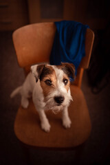 Cute Parson Russell Terrier Indoor Portrait