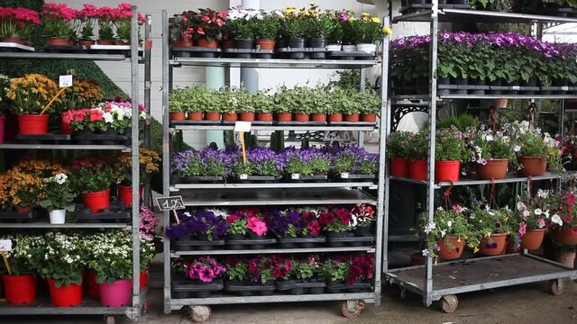 Assorted blooming flowers in pots on racks prepared for sale in store. High quality FullHD footage