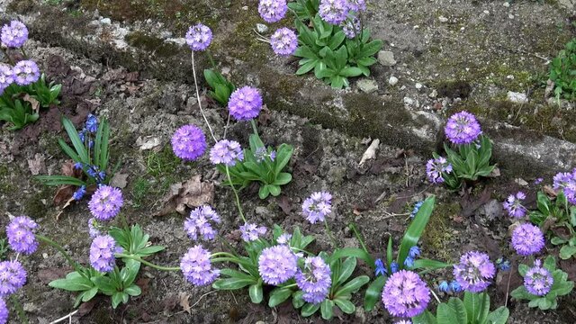Primula farinosa powdery violet spring flowers.
