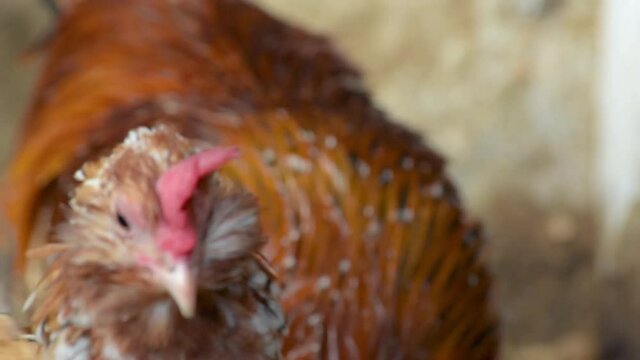 gallinas en el corral 19