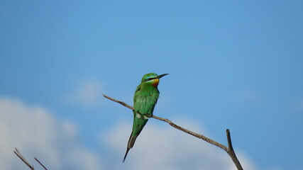 Blue-cheeked bee-eater 1