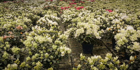 Interior of a greenhouse with hundreds of pots with white flowers, rhododendrons and azaleas.