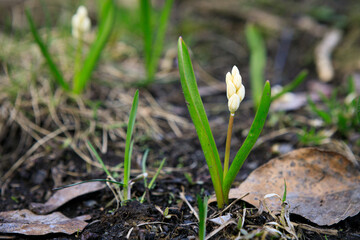 Scilla siberica flower in park at springtime