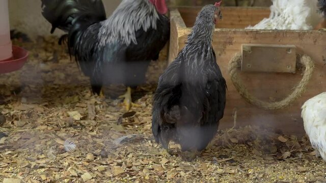 gallinas en el corral 25