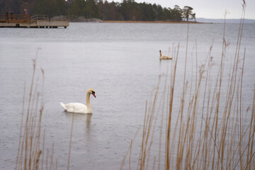White swan family on the Baltic Sea coast in Finland.
