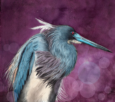 Watercolor illustration of a tricolored heron with blue and purple feathers on a dark purple background

