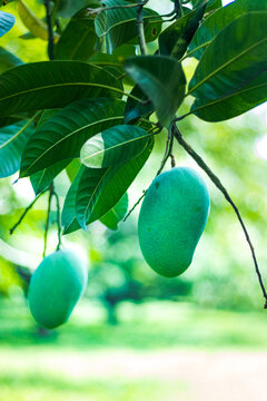 Green Mangoes in the mango Orchard