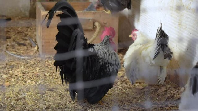 gallinas en el corral 28