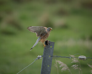 Falke mit Beute