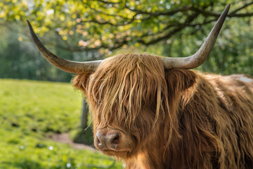Close Up of a HIghland Cow with Horns in a Green Field in Scotland