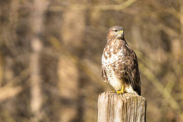 Buzzard in the forest. Sitting on a wooden post. Wildlife Bird of Prey, Buteo buteo, Looking left. Wildlife scene from nature