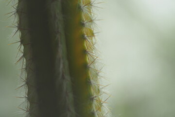Fragment of a tall vertical cactus