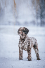 Beautiful spanish water dog outside at winter. Snowshorm outside and pet.