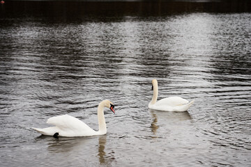 White swan family on the Baltic Sea coast in Finland.