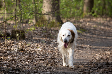 Setter dog looking tired, walking dog is walking along the path in the woods
