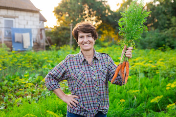 woman picks carrots in the garden at her homestead