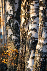 Birch tree and foliage in autumn colors