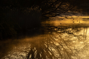 Silhouette of ducks swimming on the river in golden morning light with fog.	

