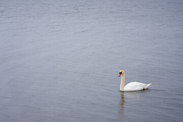 White swan on the Baltic Sea coast in Finland.
