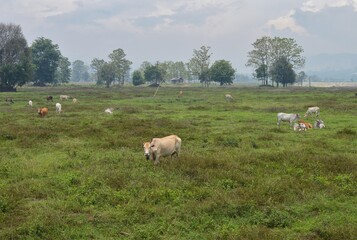 Obraz premium cows in the field