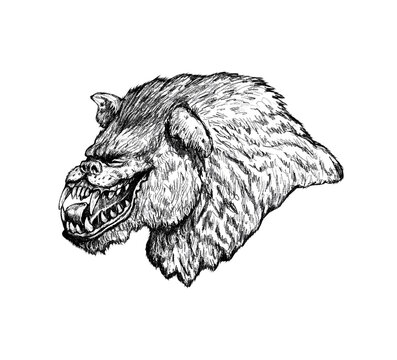 Werewolf howls on moon drawing. Fantasy monster illustration. Halloween template.	