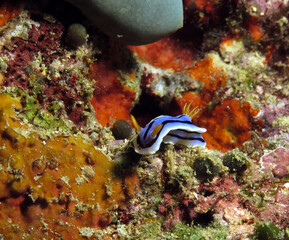 A Chromodoris Lochi nudibranch Boracay Island Philippines