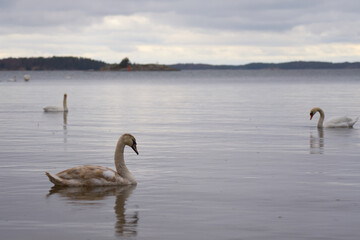 White swan family on the Baltic Sea coast in Finland.