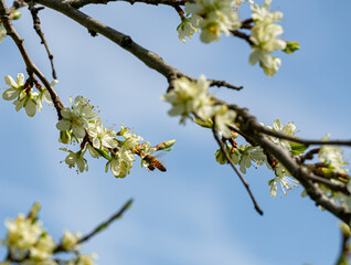 Frühlingsblüten - eine Biene fliegt Obstblüten an.