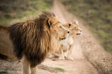 Mighty African lion couple staring out across the savannah
