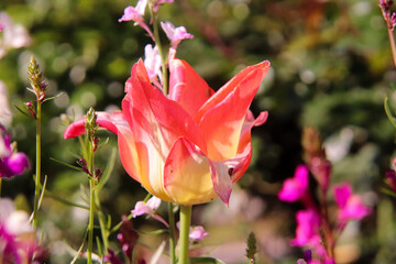 チューリップ オレンジ 赤い 綺麗 カラフル 落ち着いた 花畑 穏やか 美しい 春の花 Wall Mural Rin チューリップ オレンジ 赤い 綺麗 カラフル 落ち着いた 花畑 穏やか 美しい 春の花 Wall Mural Rin