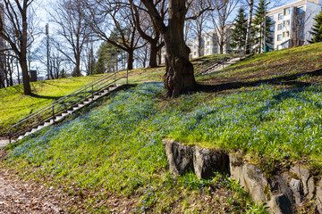 Obraz premium Spring flowers in city park at springtime