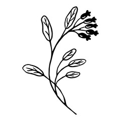 Branch with berries. Leaves hand-drawn linear for vintage and romantic design. Vector illustration