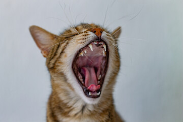 close up portrait of a cat